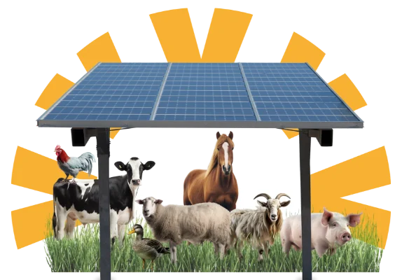 Animaux sous panneaux photovoltaïque