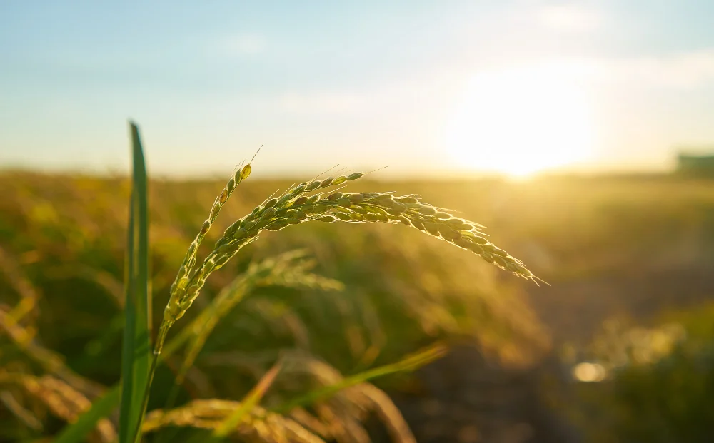 Agriculture régénératrice