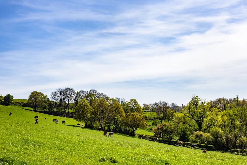 Agroforesterie