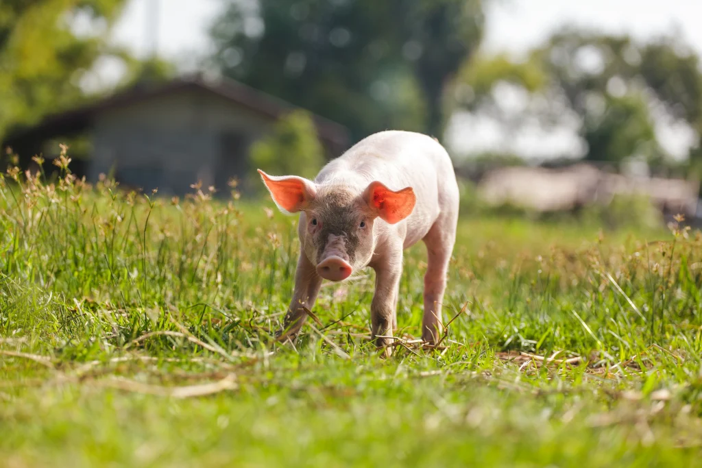 Porc en extérieur