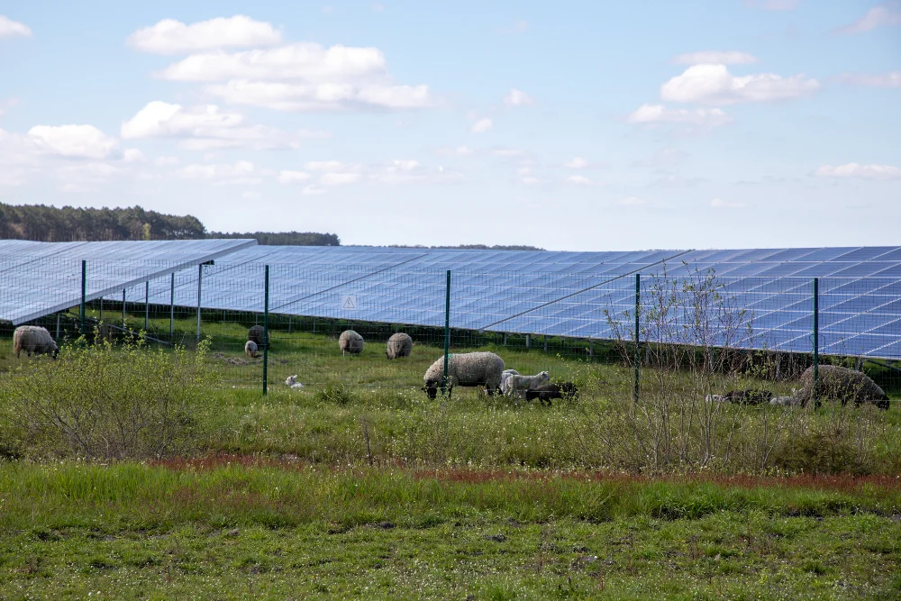 Champ de panneaux solaires dans un pâturage de moutons