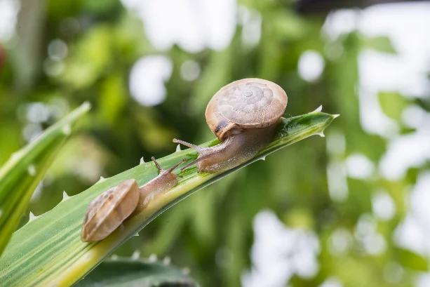 Deux escargots sur une feuille