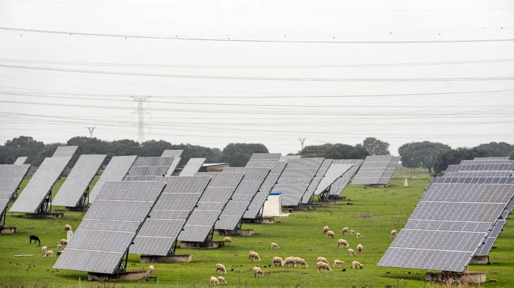 Moutons qui broutent dans un champ de panneaux solaires (éco-pâturage et agrivoltaïsme)