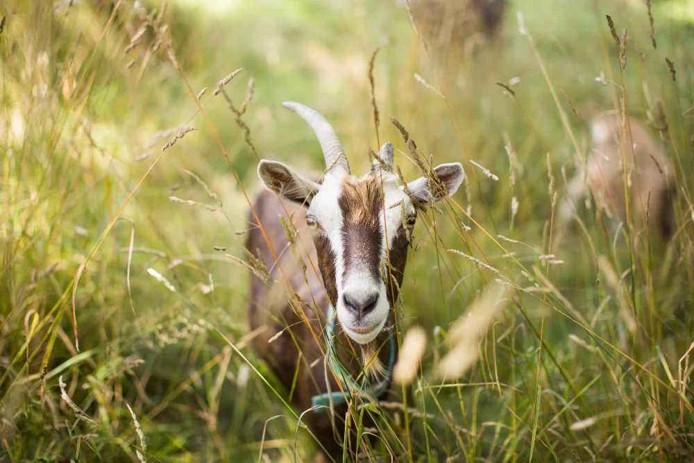 Chèvre dans un pâturage d'herbes hautes