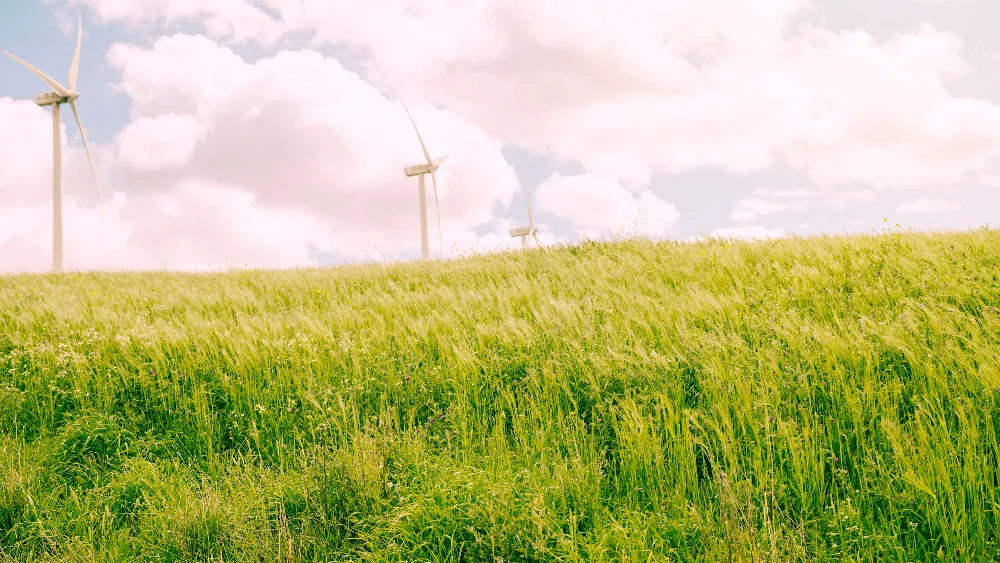 Grand pâturage avec des éoliennnes en fond