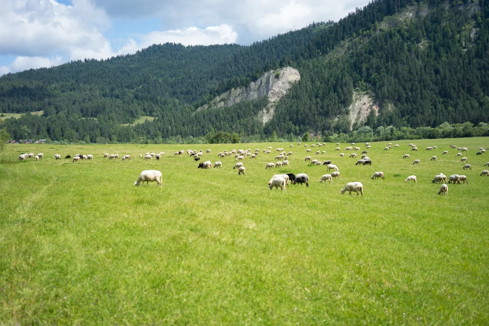 Éco-pâturage de moutons sur un terrain non constructuble