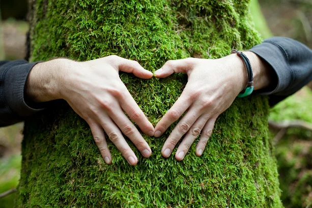 Deux mains en cœur entourant un arbre signifiant le respect de l'environnement de l'héliciculture