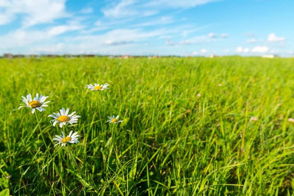 Terrain agricole en friche avec hautes herbes et marguerites