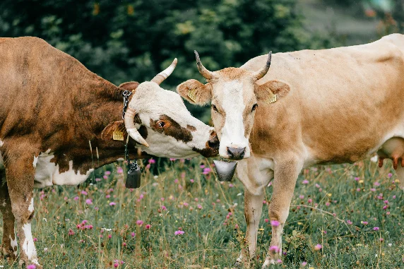 Vache dans un pré qui vont contribuer à la méthanisation agricole