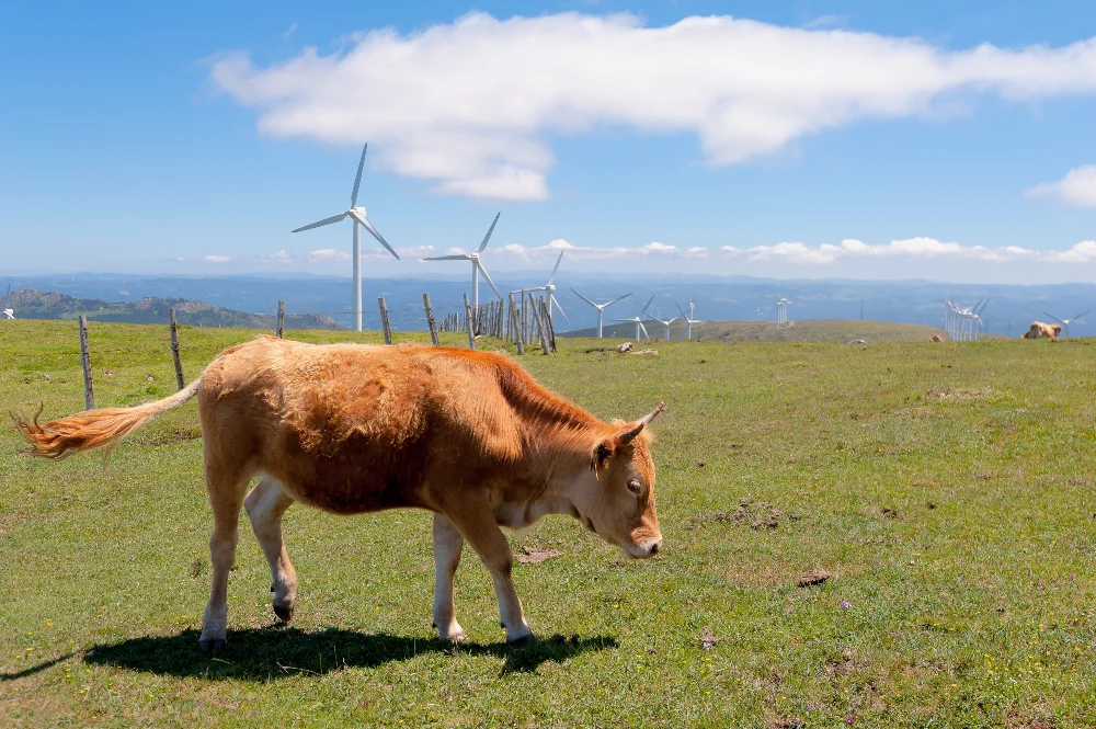 Vache dans un éco-pâturage et un champ d'éoliennes