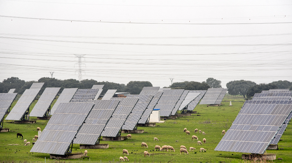 Champ de panneaux solaires combiné dans une exploitation ovine