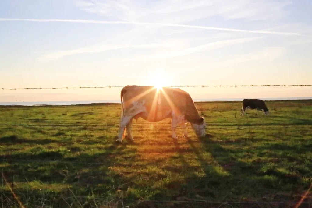 Vache recevant un hallo de lumière représentant l'énergie solaire
