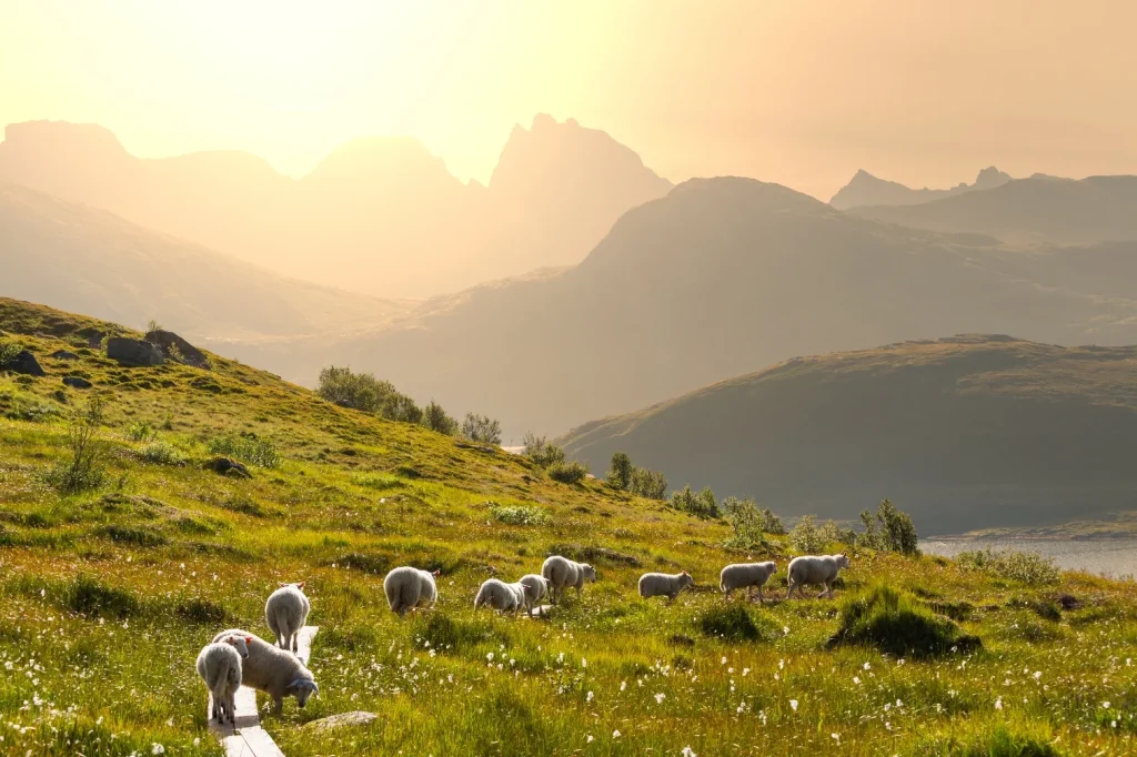 Moutons dans la nature pour comprendre comment optimiser la gestion de son pâturage