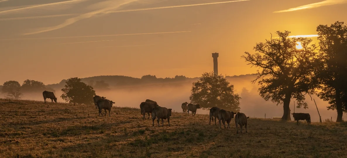 Elevage bovin en extérieur dans le respect de l'environnement