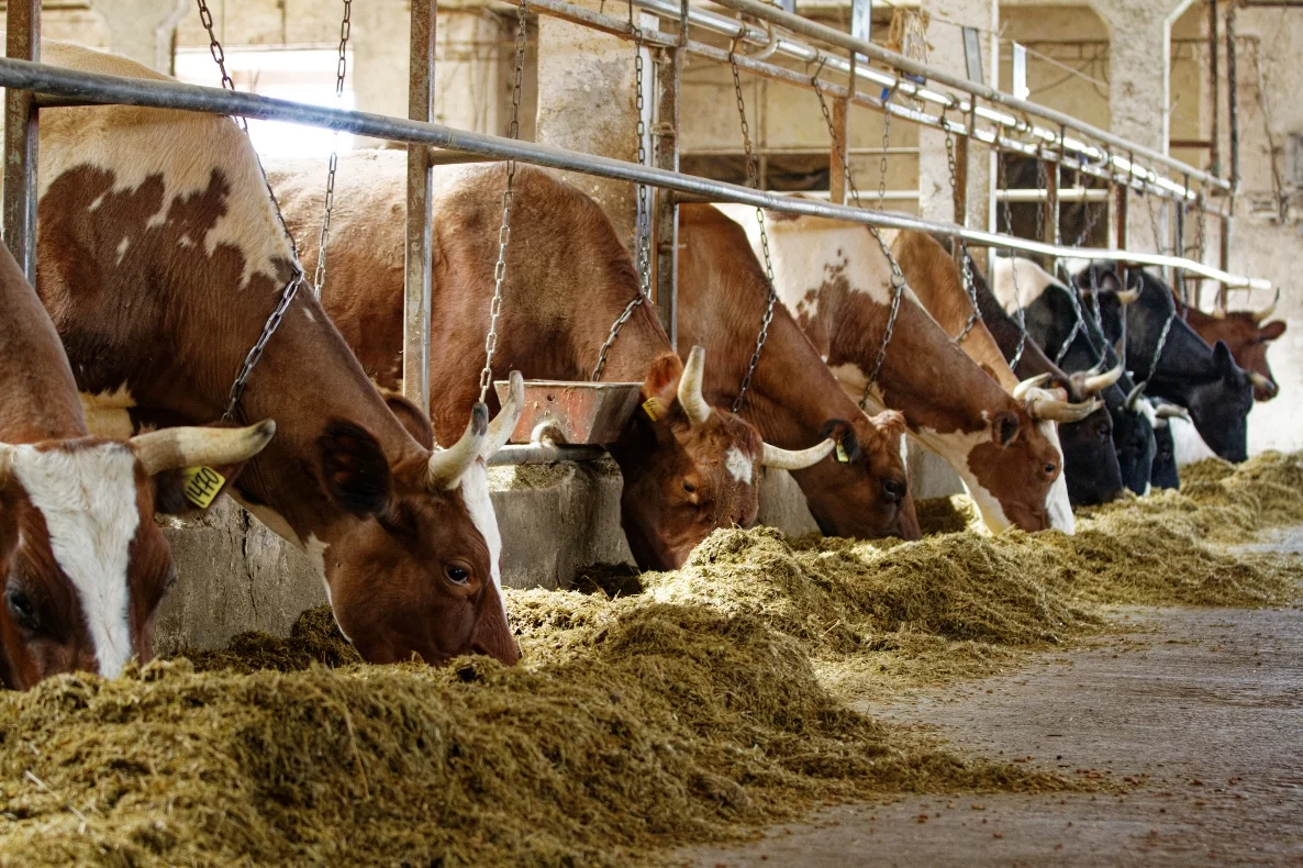 Vaches mangeant du foin au sein de leur exploitation bovine