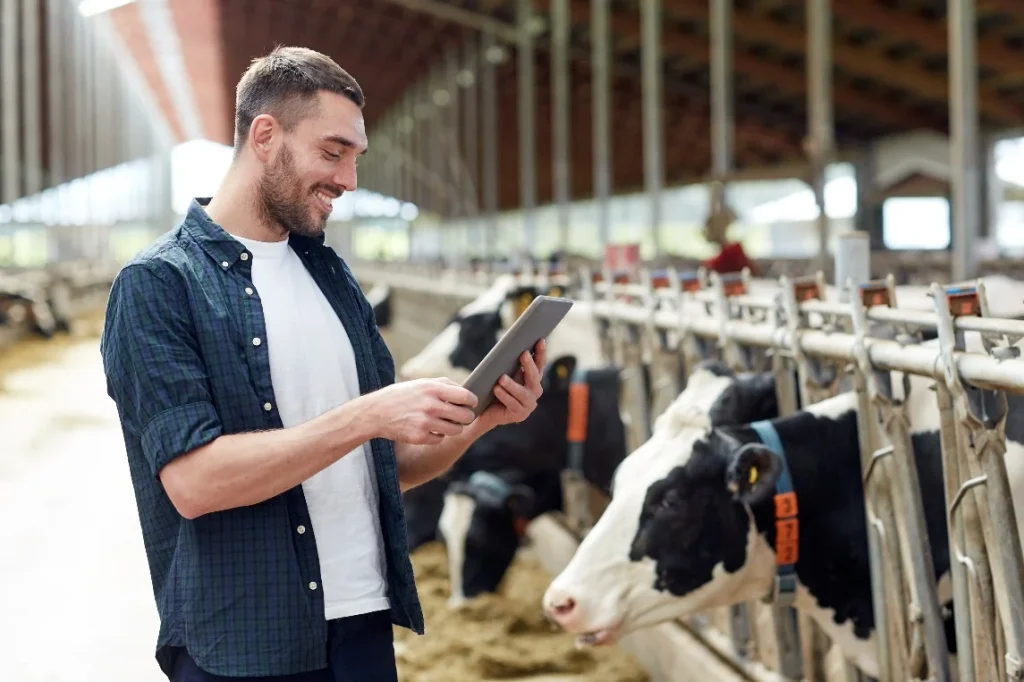 Eleveur bovin vérifiant certaines données à l'aide d'une tablette