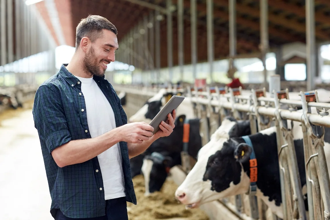 Eleveur bovin vérifiant certaines données à l'aide d'une tablette