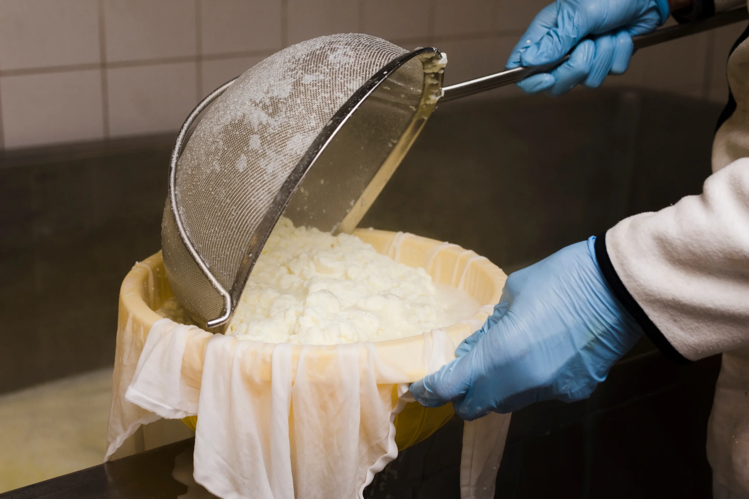 Agriculteur en train de réaliser son propre fromage de lait de vache pour diversifier ses revenus