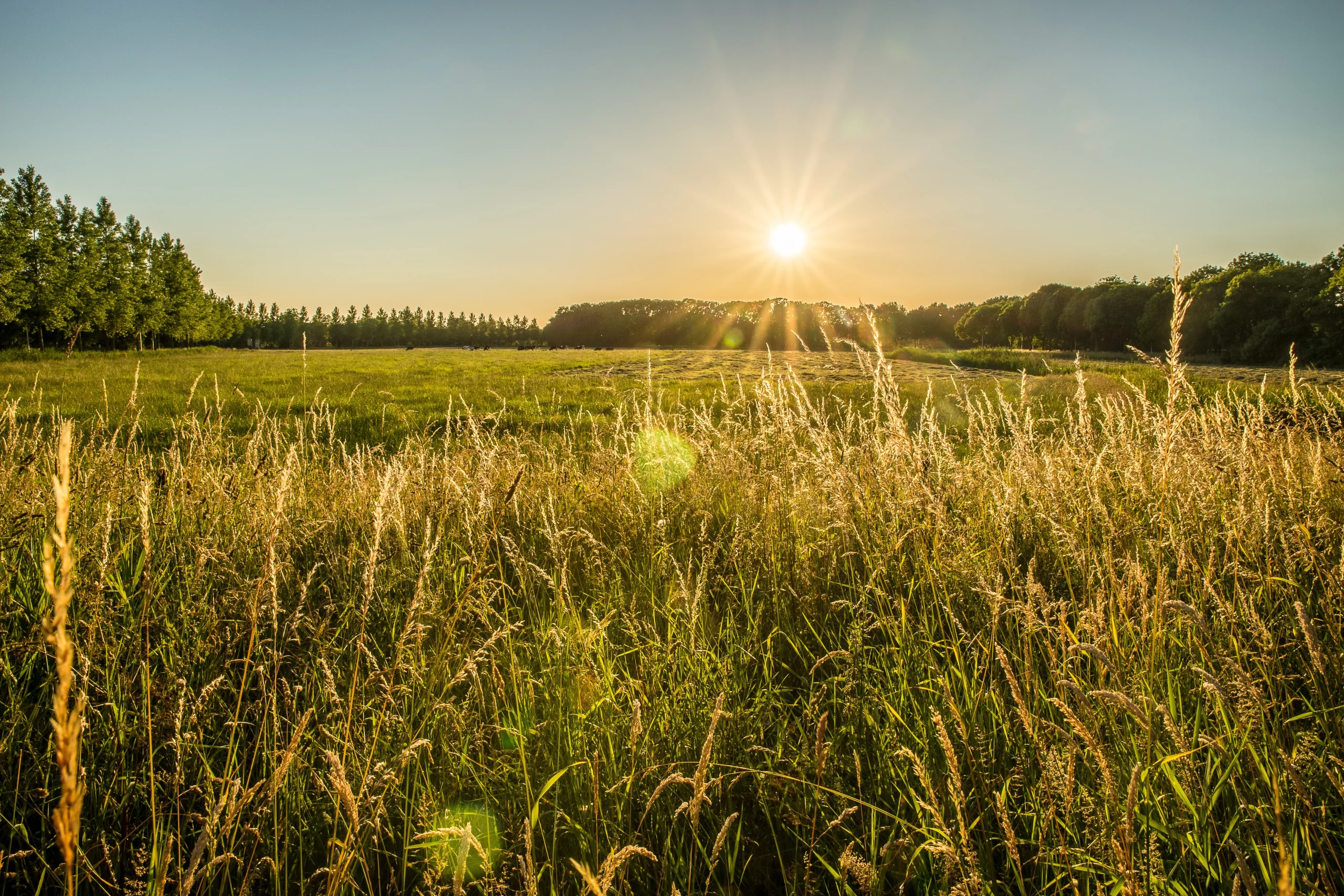 champ biologique avec des herbes hautes