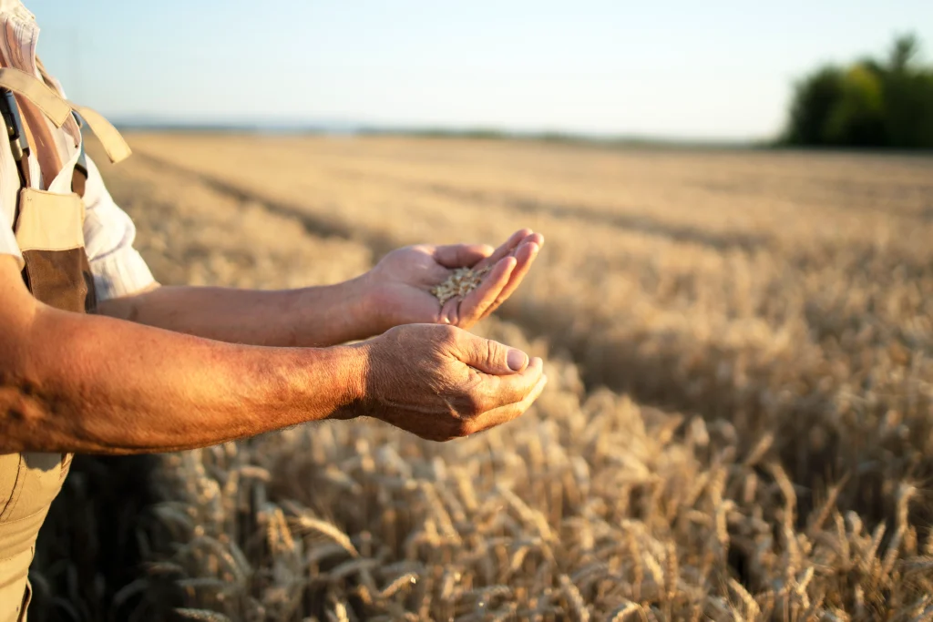 Les mains d'un agriculteur et les récoltes de blé sur le terrain