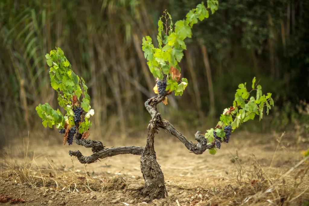 vignoble entouré d'herbe sèche