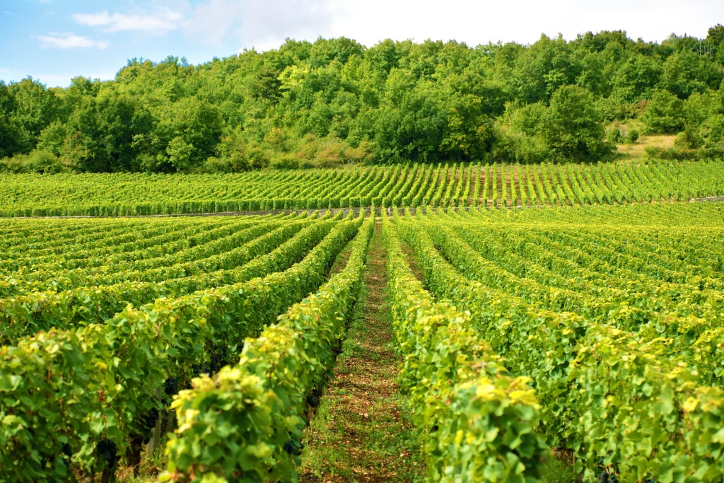 paysage d'un vignoble