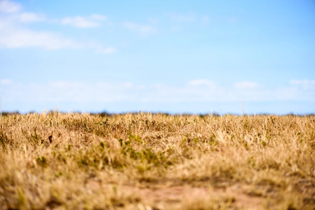 paysage herbe grillée et ciel bleu