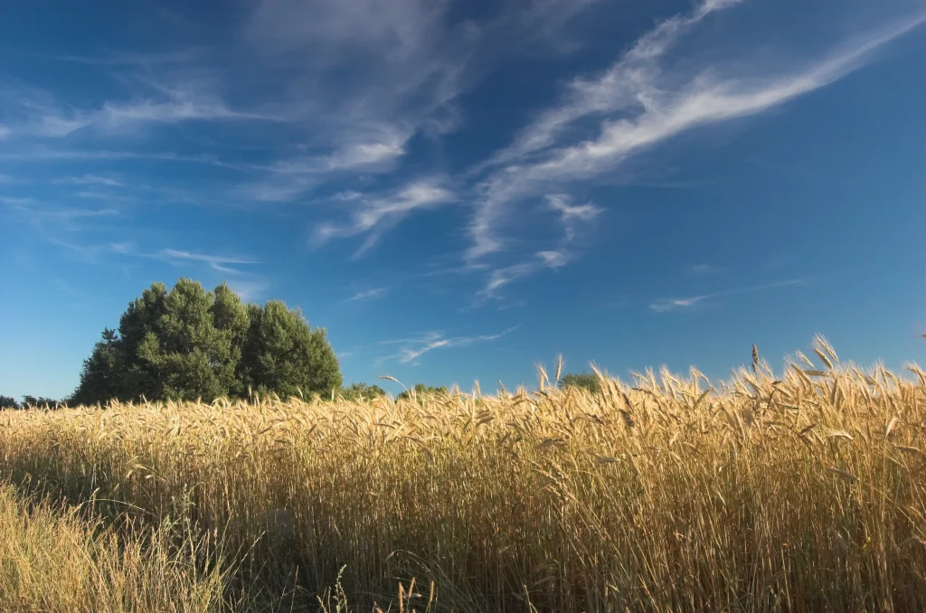 champ de blé avec ciel bleu