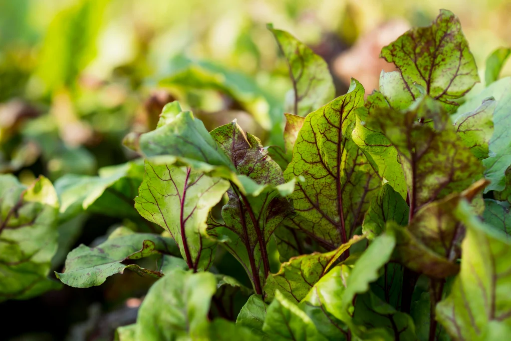 concept d'agriculture de plantes biologiques