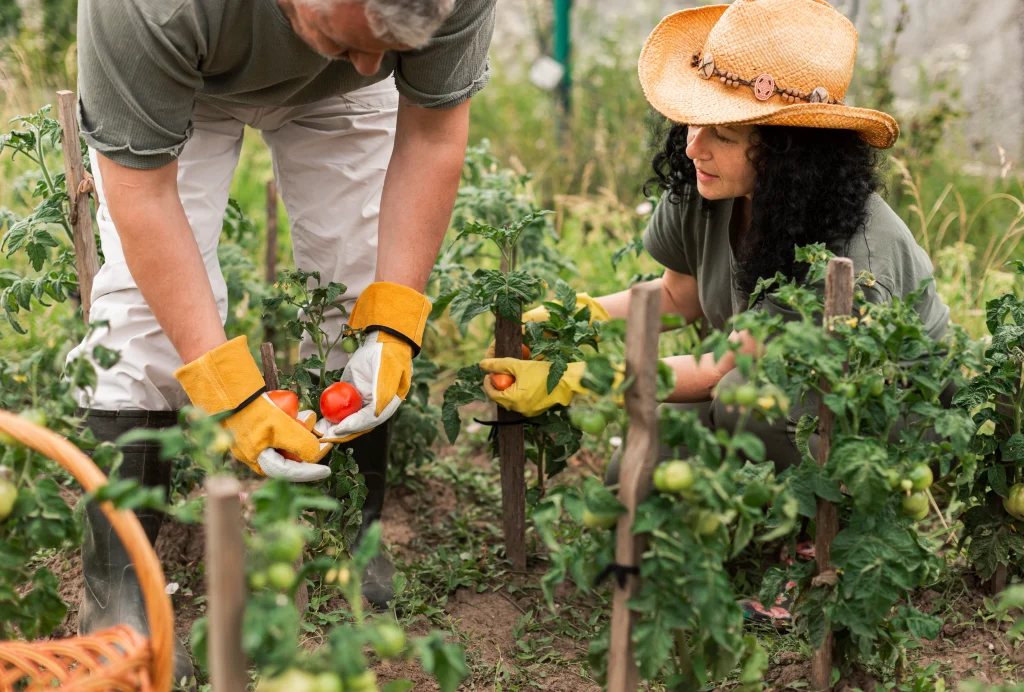 un couple qui récolte des légumes