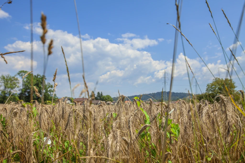 champ agricole et ciel bleu