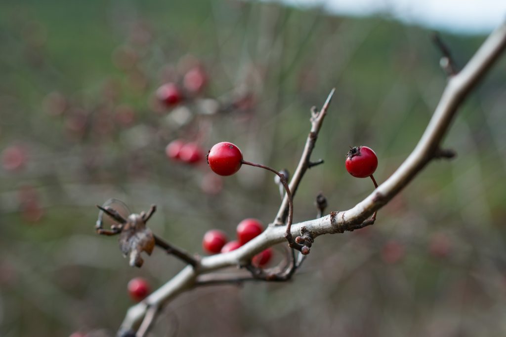 gros plan d'une branche d'arbre avec des cerises