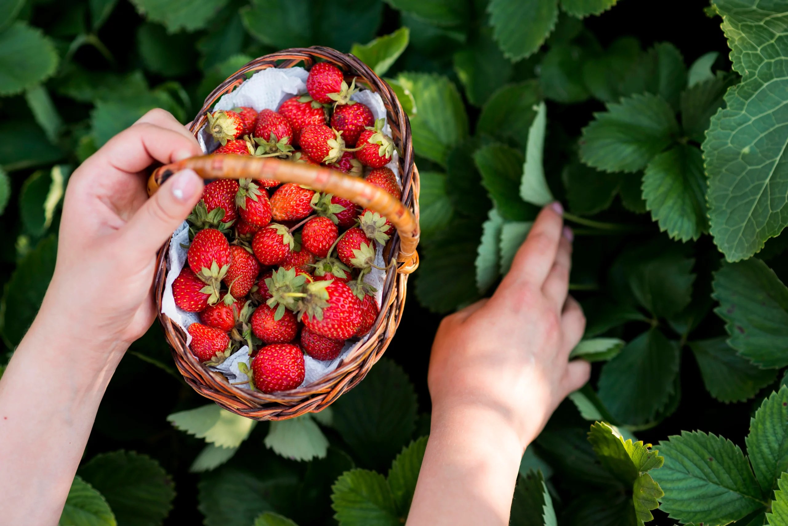 gros plan mains tenue corbeille de fruits