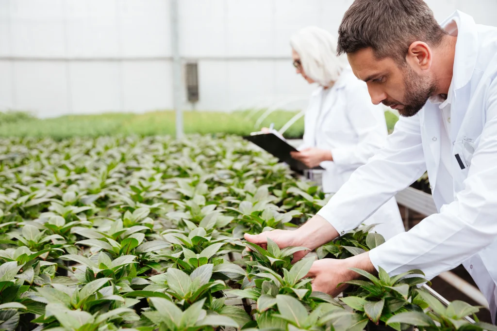 homme travaillant avec des plantes