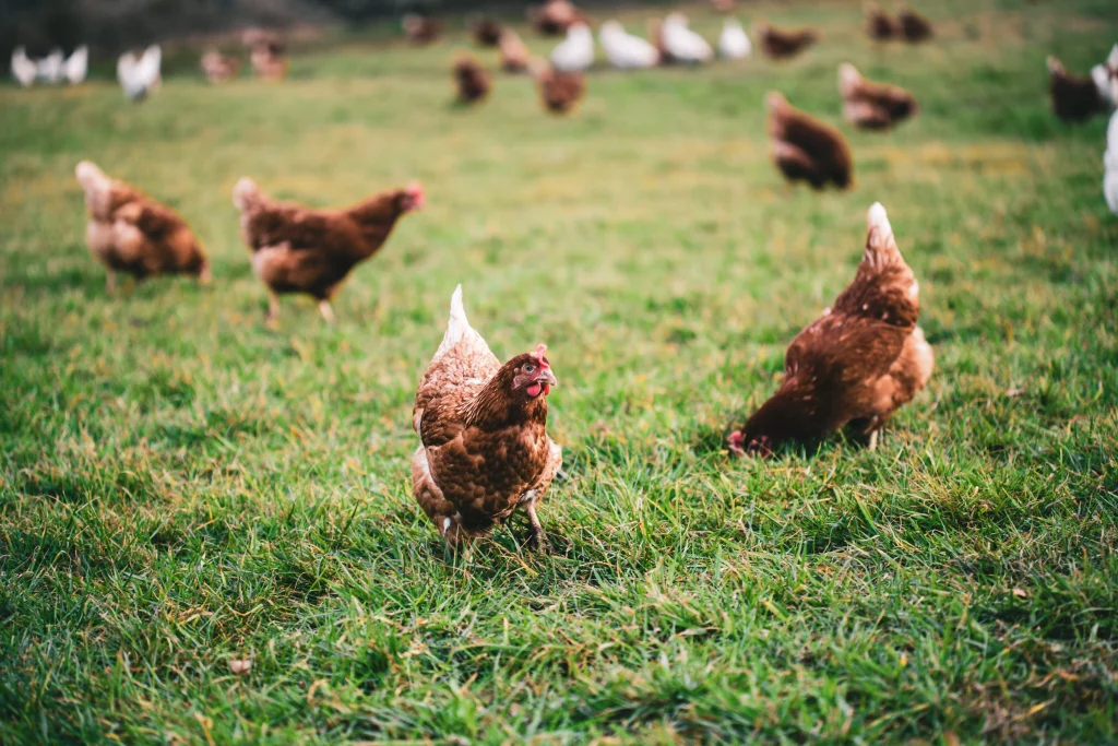 poules dans l'herbe