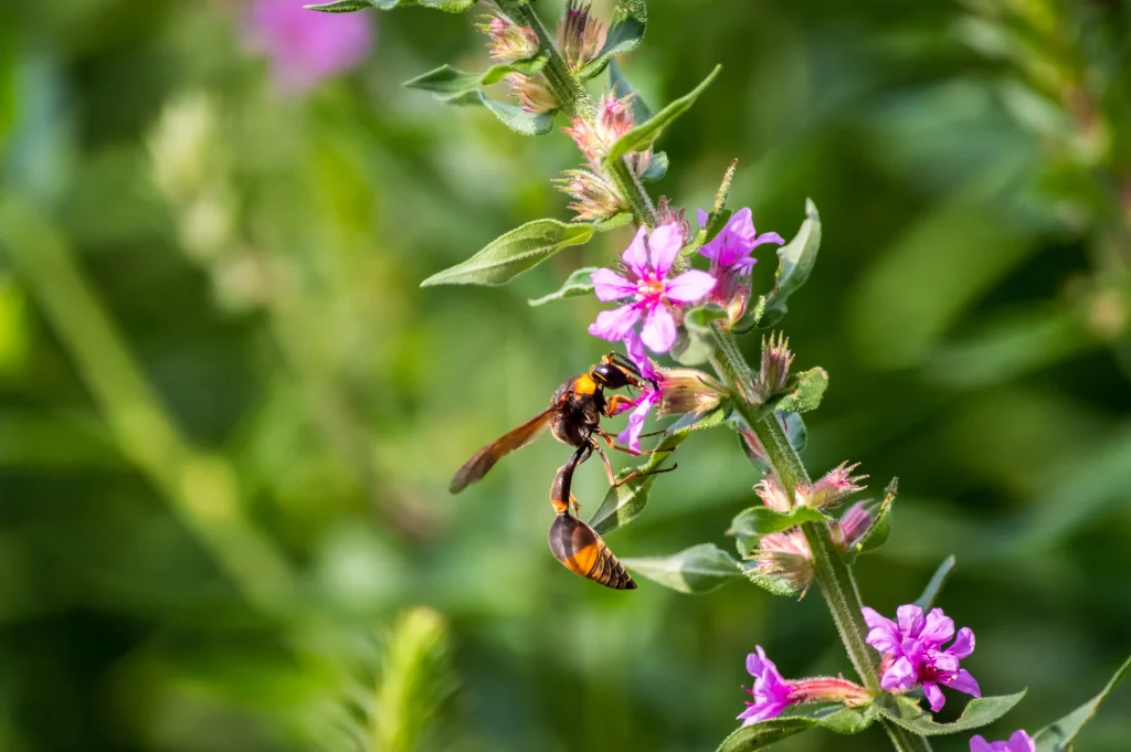 une abeille collectant le nectar d'une plante