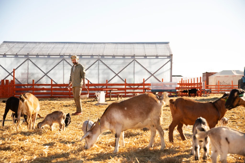 chèvres dans une ferme lors d'une journée canicule