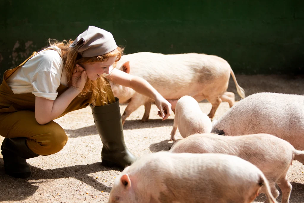 femme nourrissant des porcs