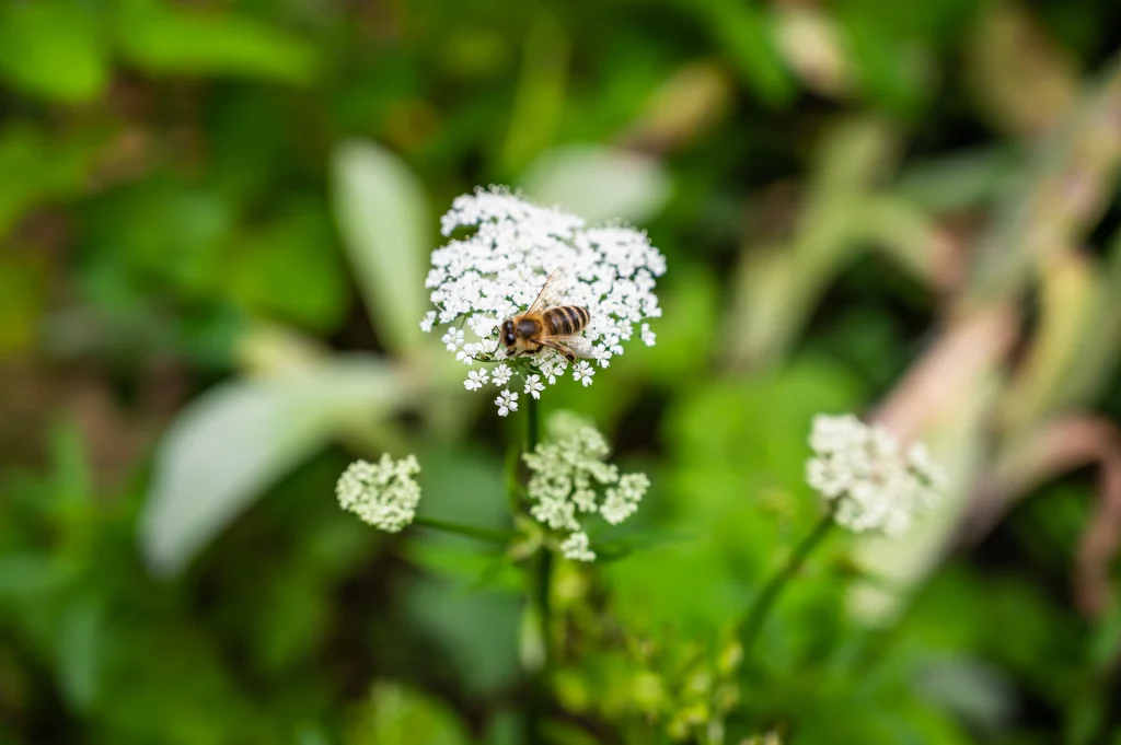 gros plan d'une abeille sur le persil de vache