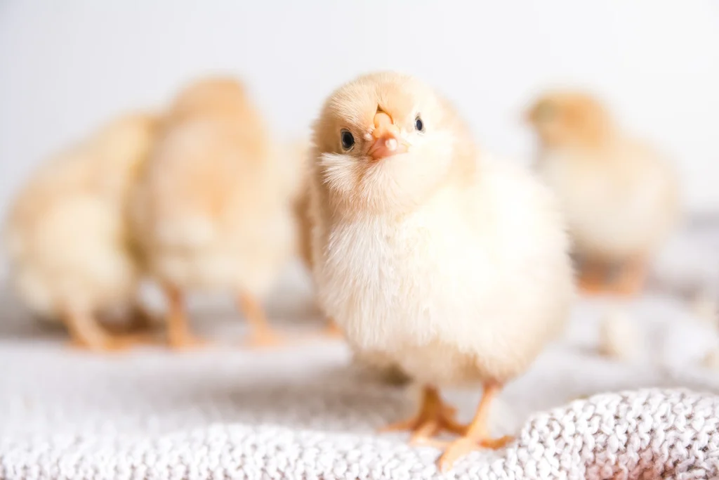 gros plan sur un poussin