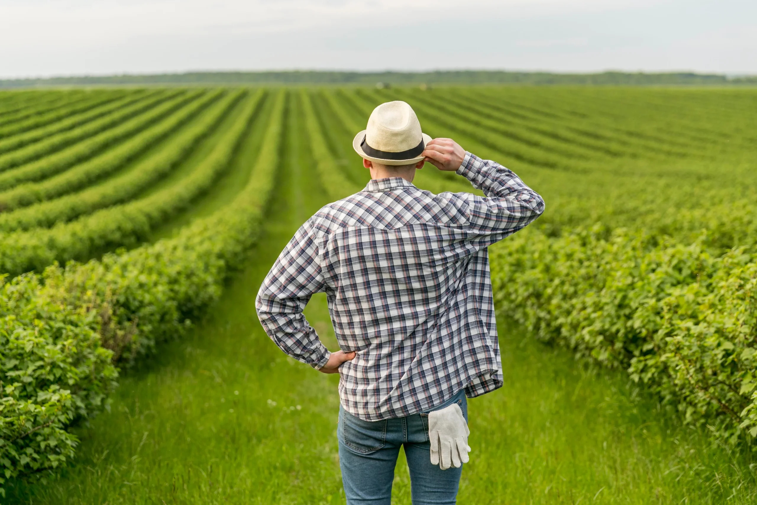 jeune agriculteur regardant ses cultures