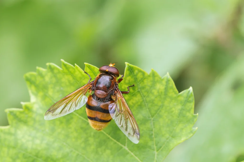 pollinisateur sur une feuille