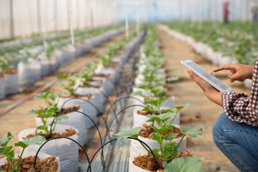 jeune femme contrôlant la plantation