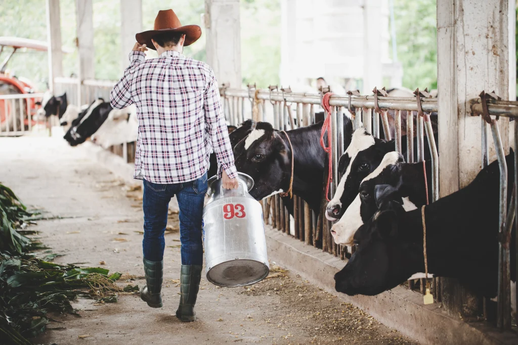 agriculteur avec en sceau de lait et des vaches laitières