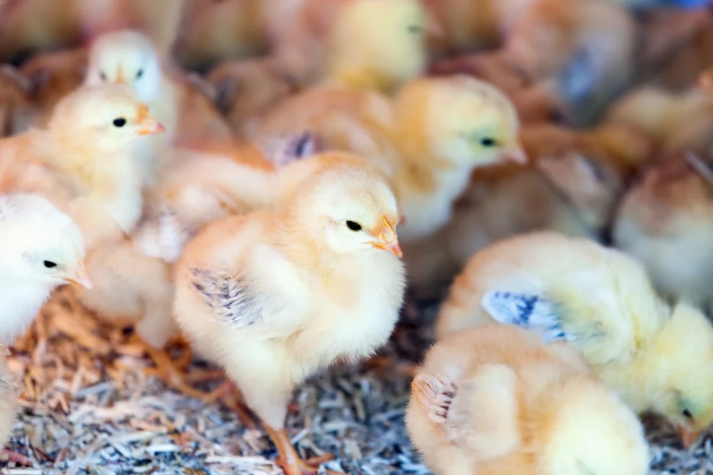 poussins dans une ferme