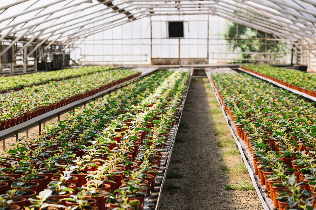 plantes fraiches poussant dans une serre