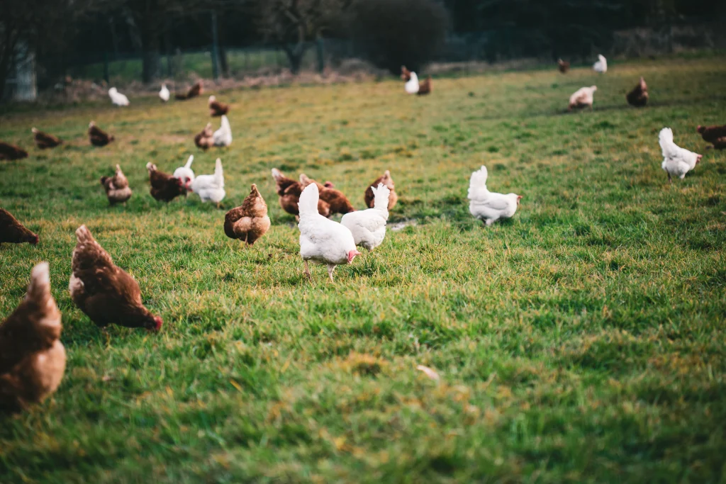 poules de différentes couleurs dans l'herbe