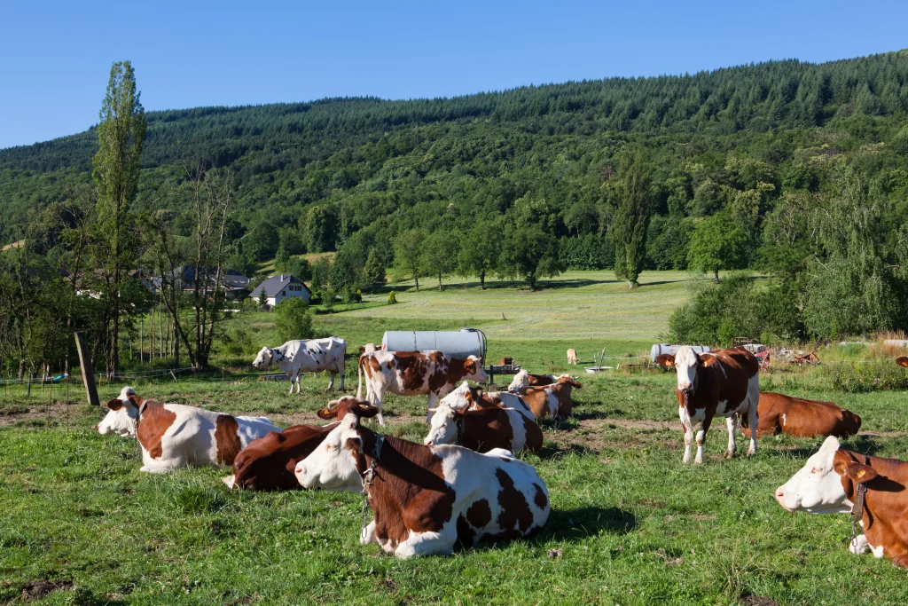 vaches assises dans une prairie