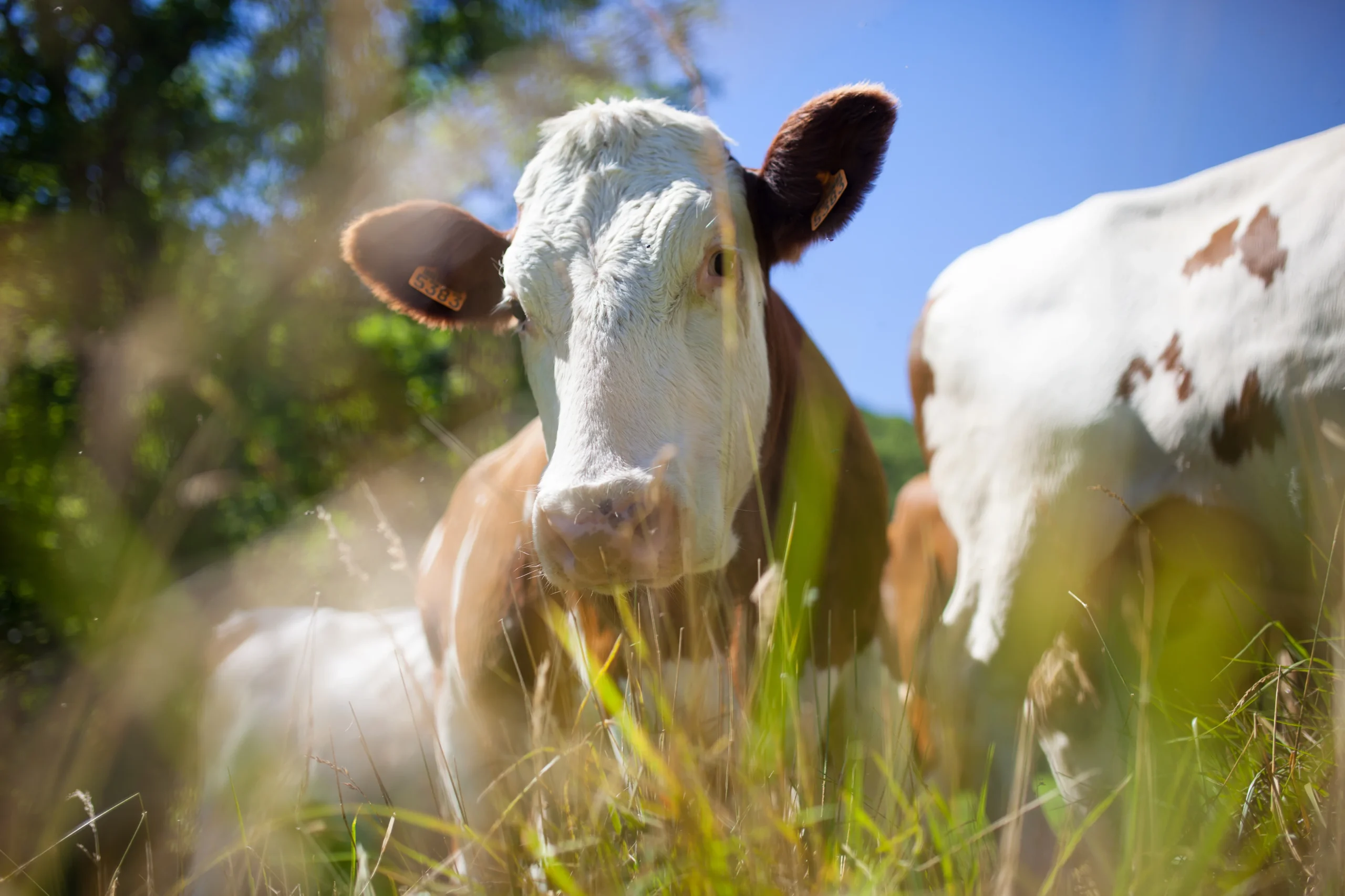 troupeau de vaches produisant du lait