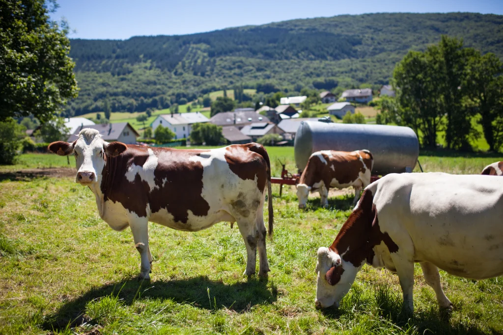 vaches laitières dans une ferme